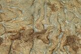 Pennsylvanian, Fossil Microbial Mat - Oklahoma #301962-1